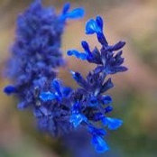 Shay Baron's photo
