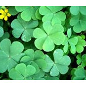 Photo de Herbcyclopedia Herbs