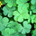 Herbcyclopedia Herbs