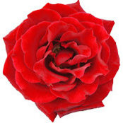 SUPRIYA KAVALI's photo