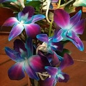 Connie Dyck's photo
