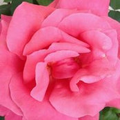 Françoise Volatron's photo
