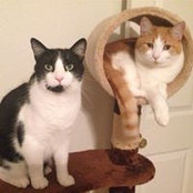 Trish Gorman's photo