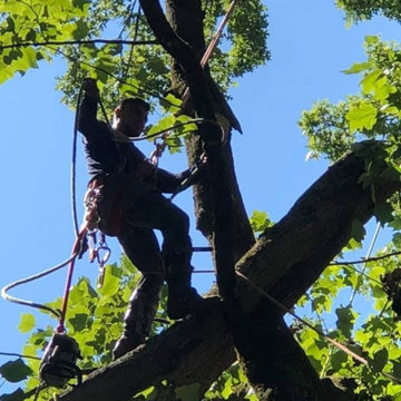 CR Tree Experts
