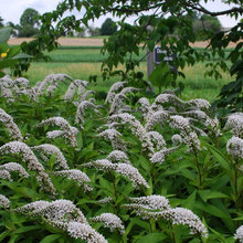Garden at Orchard House
