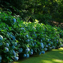 Proyecto Jardín Portugal