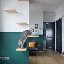 escaliers chat