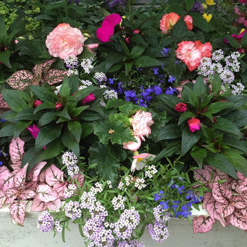 Window Boxes / Containers