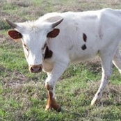 Foto von Baile Sona Ranch