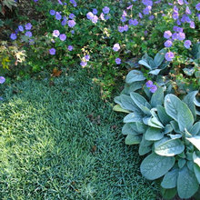 plant combos