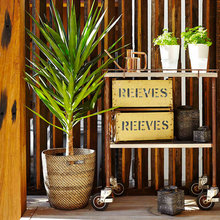 potted