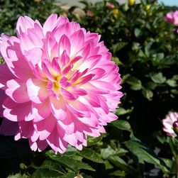 Current Featured Plants - Products