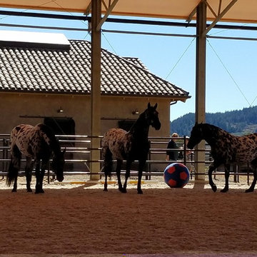 Terra De Belos Cavalos