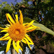 suzanne thomas's photo