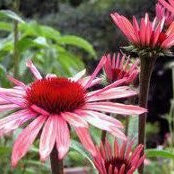 Becky Roark's photo