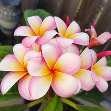 Plumerias