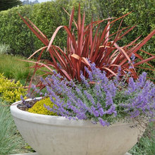 xeriscaping