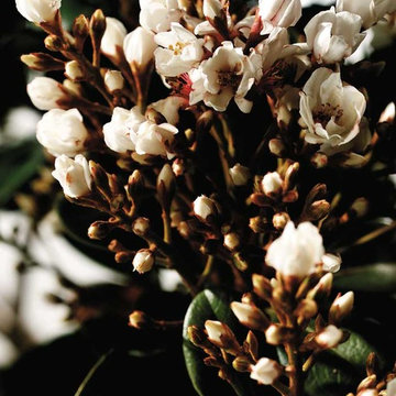 Spring Sonata™ Indian Hawthorne Raphiolepis indica 'Wilcor' PP#17972