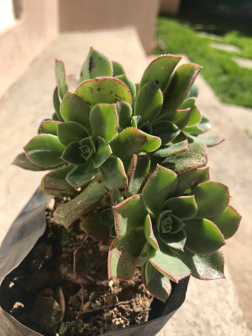 White spots on unknown succulent