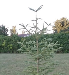 Will a spruce tree re-leader after root damage?