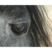 Moon Ridge Farm's photo
