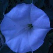 Rita Gilland's photo
