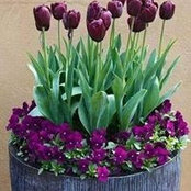 Sheri Shriver's photo