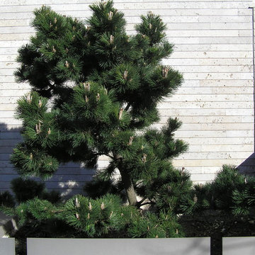 San Francisco Hillside, after pruning