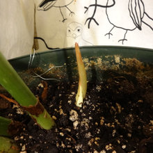 Philodendron leaf growth