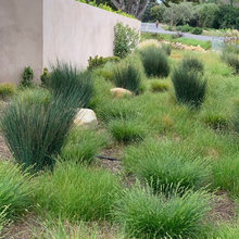 SB Plants