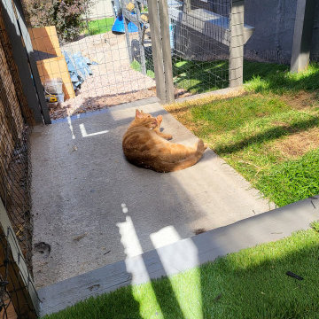 The Purr-fect Playground✨