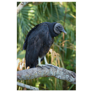 "Black Vulture" by Robert Michaud, Canvas Art