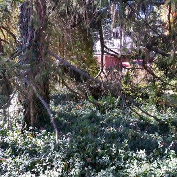 Tree Trimming & Removal