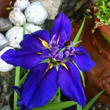 Specialty Gardening