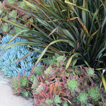 Dry Garden, Palos Verdes, CA