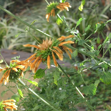 Susan's personal garden