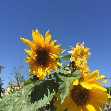 Benicia Community Food Forests
