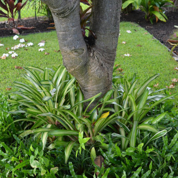 Tropical Oasis