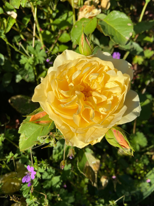 Unscented Yellow David Austin Rose?
