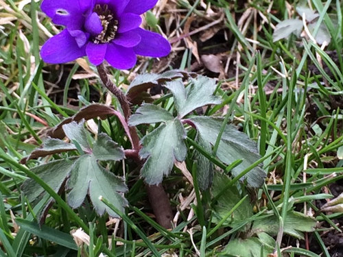 Tiny daisy-like purple flower. Blooms early spring.