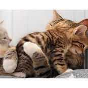 Cat Gustafson's photo