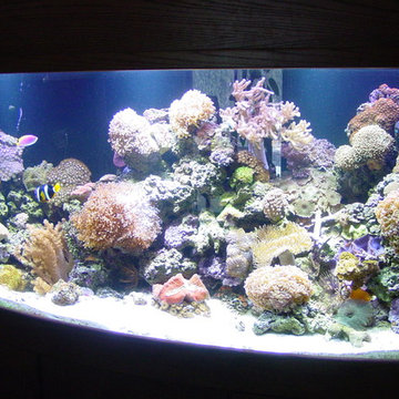 Free Standing Aquariums