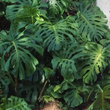 Individual Plant Photos # 1:Customer Aid (Not complete- hundreds will be here)
