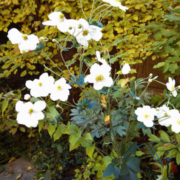 White flower gardens in a compact urban Ottawa setting