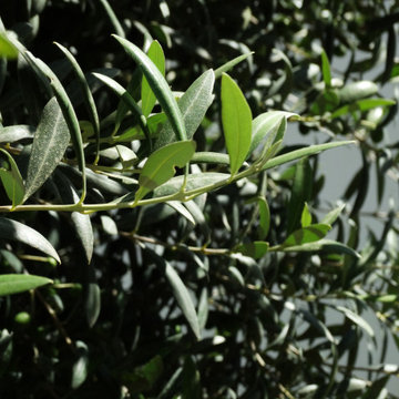 Detalle de la rama del olivo