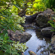 Pond
