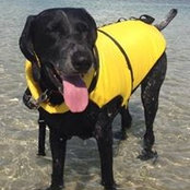 Simba Thewonderdog's photo