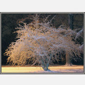 Maria Silva's photo