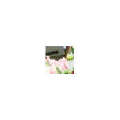 Amanda's photo