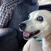 Trish Petersen's photo